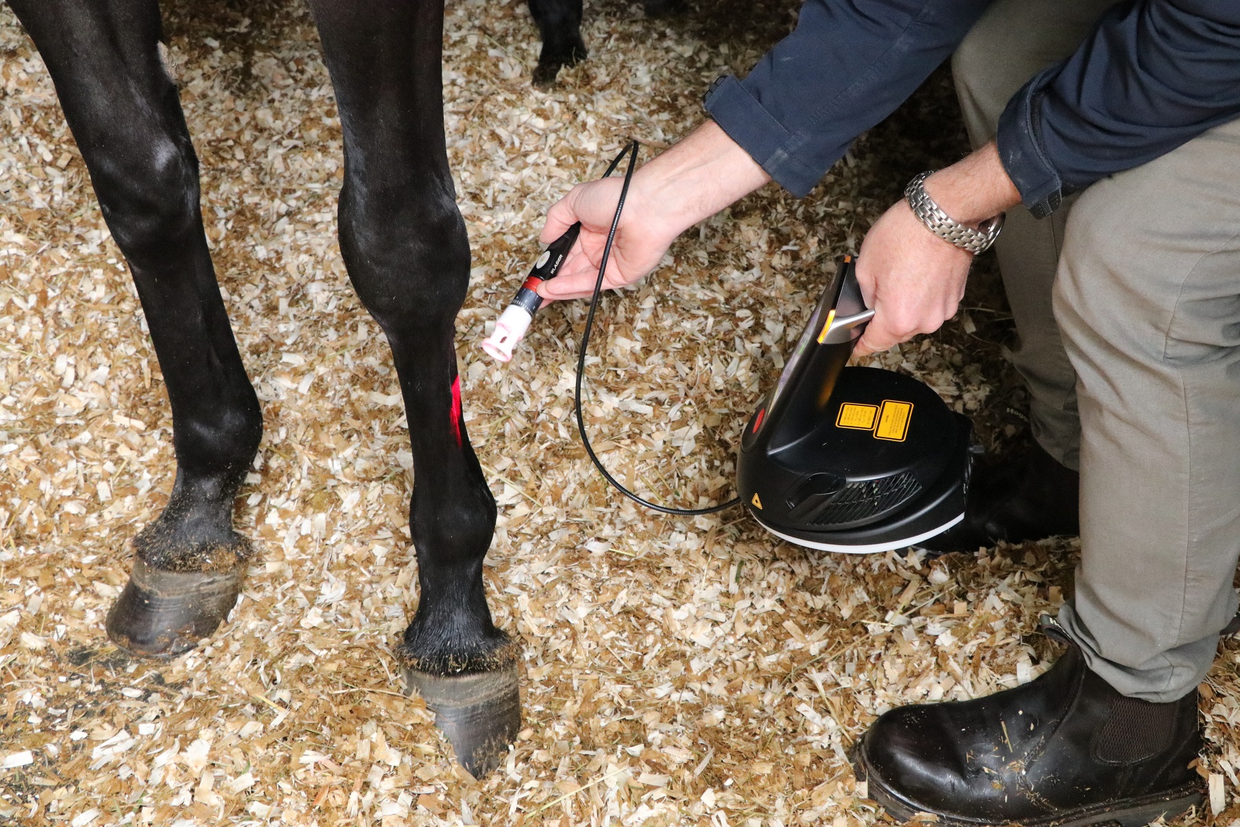Laser treatments for horses and ponies from the RVC Equine Practice team using K laser